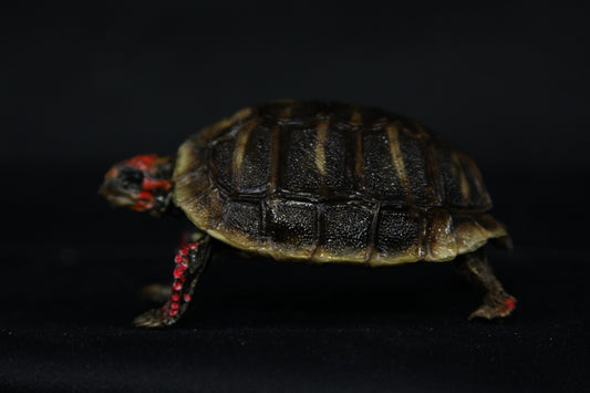 Red Footed Tortoise