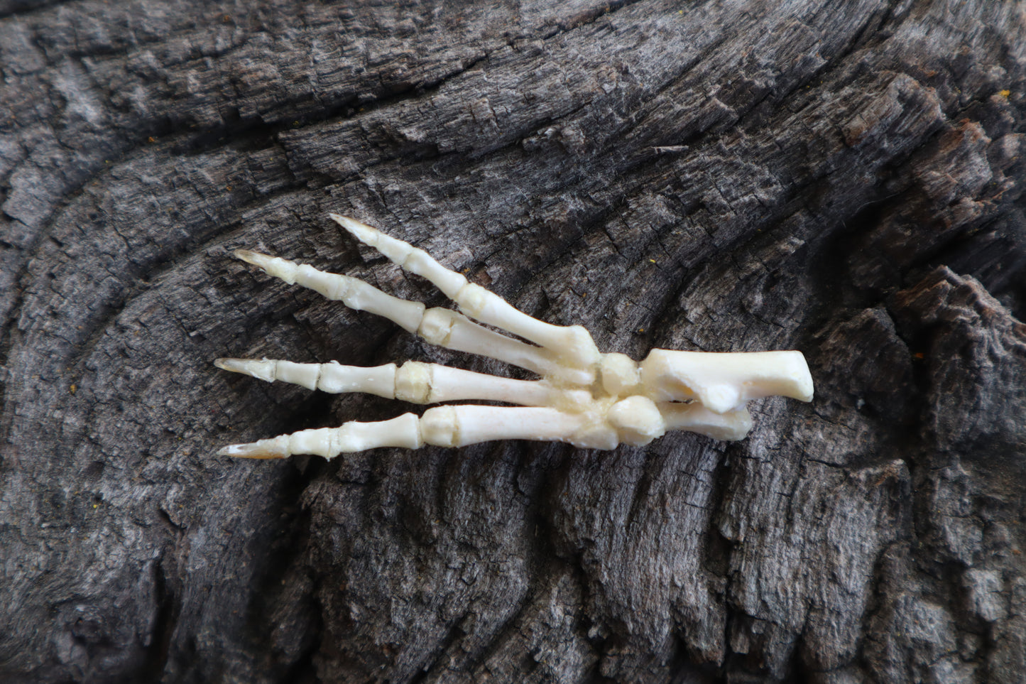 Baby Rabbit Paw Articulation