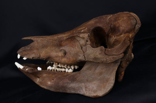 Fyri Stained Pig Skull