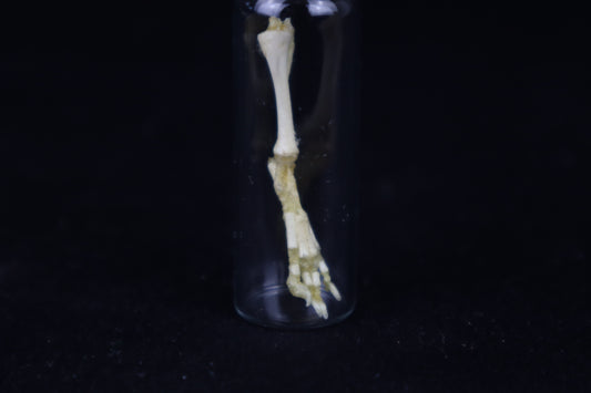 Fetal Red Fox Leg Articulation