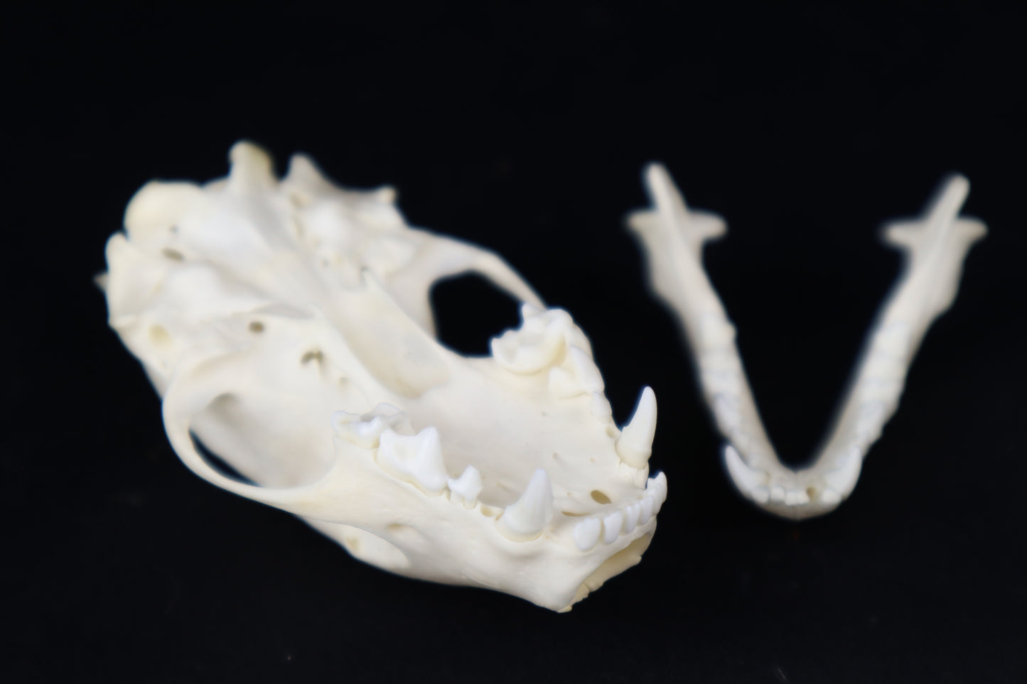 Skunk Skull