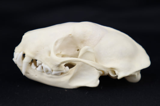 Skunk Skull