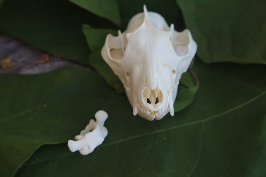 Opossum Skull and Atlas Vertebrae