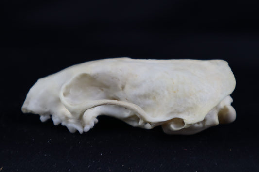 Craft Mink Skull