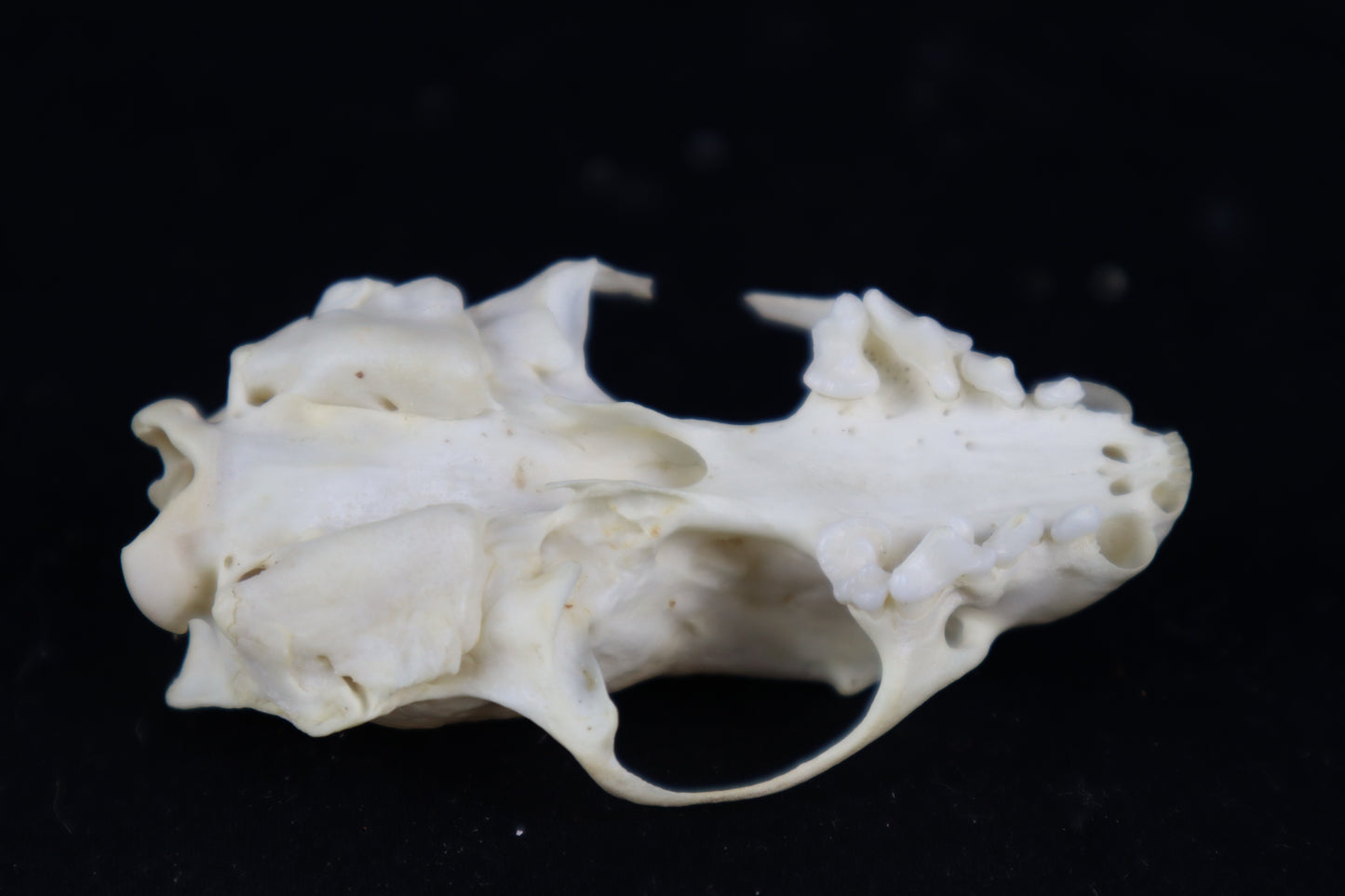 Craft Mink Skull