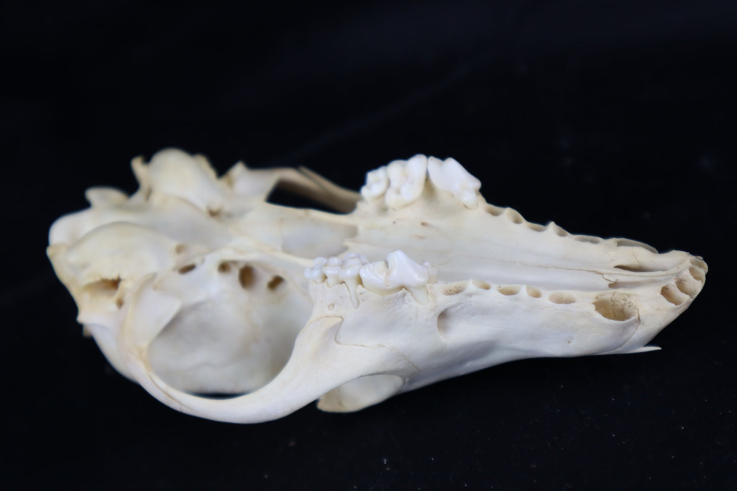 Craft Red Fox Skull