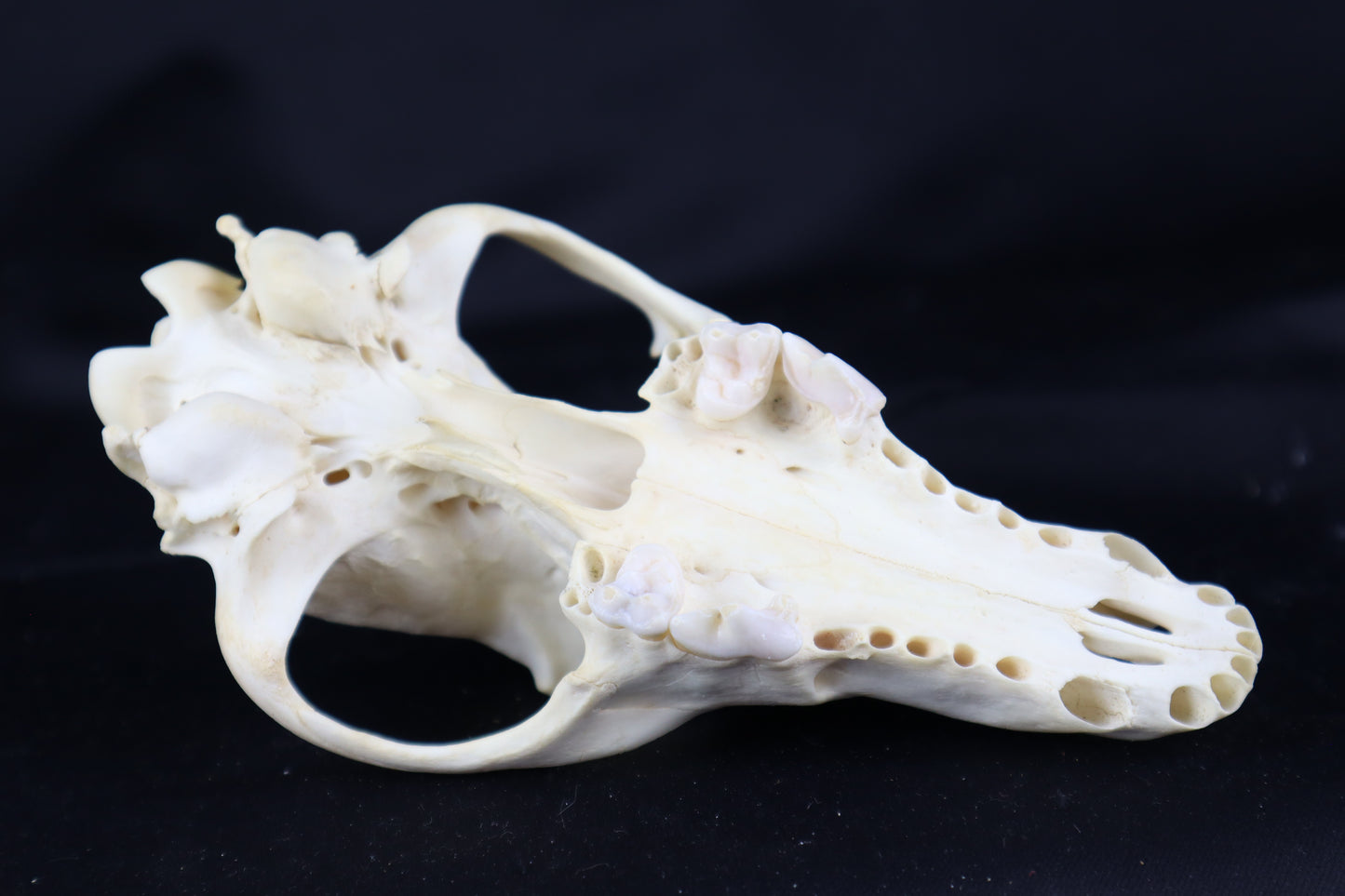 Craft Coyote Skull