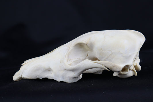 Craft Coyote Skull