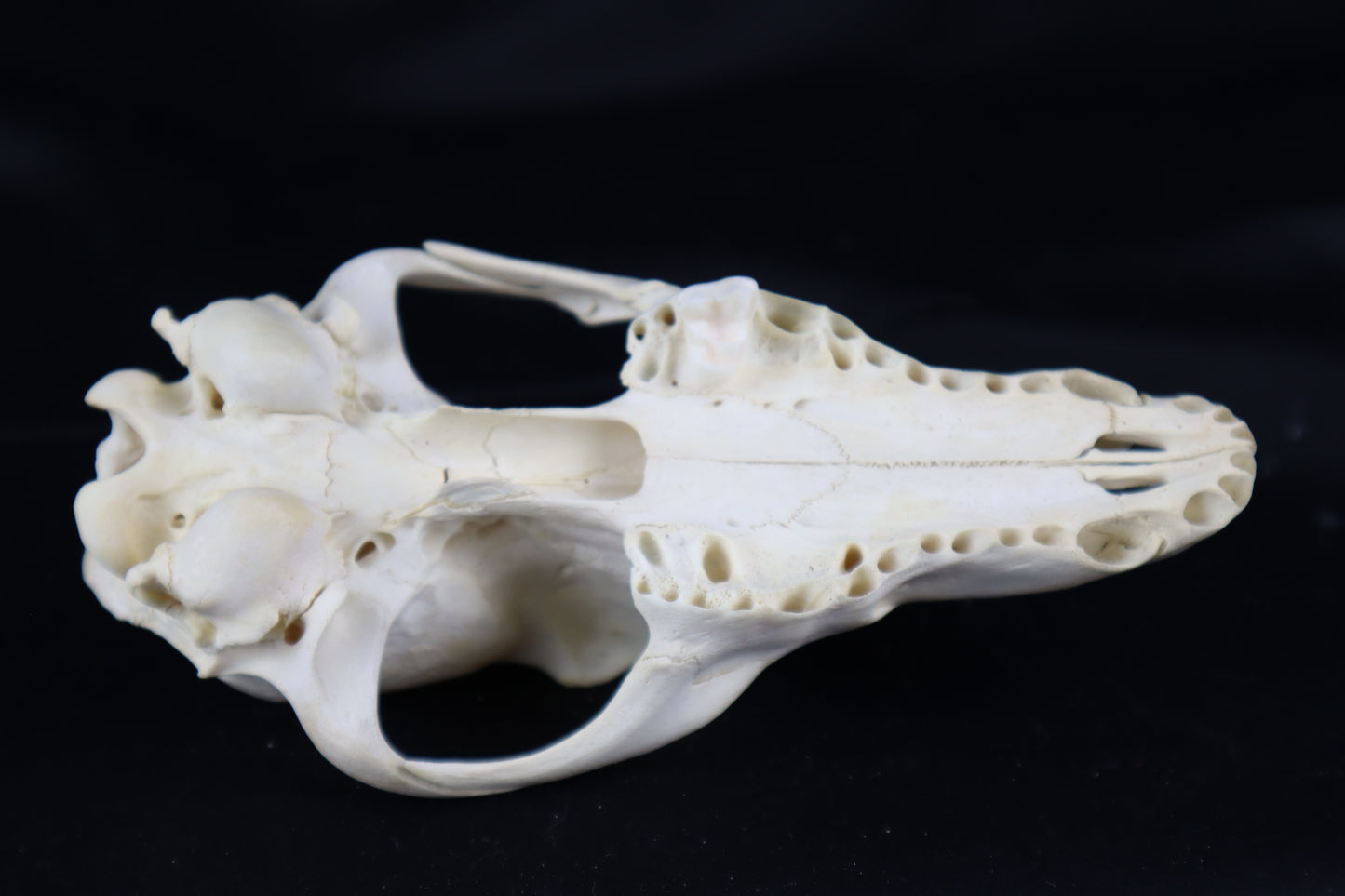Craft Coyote Skull