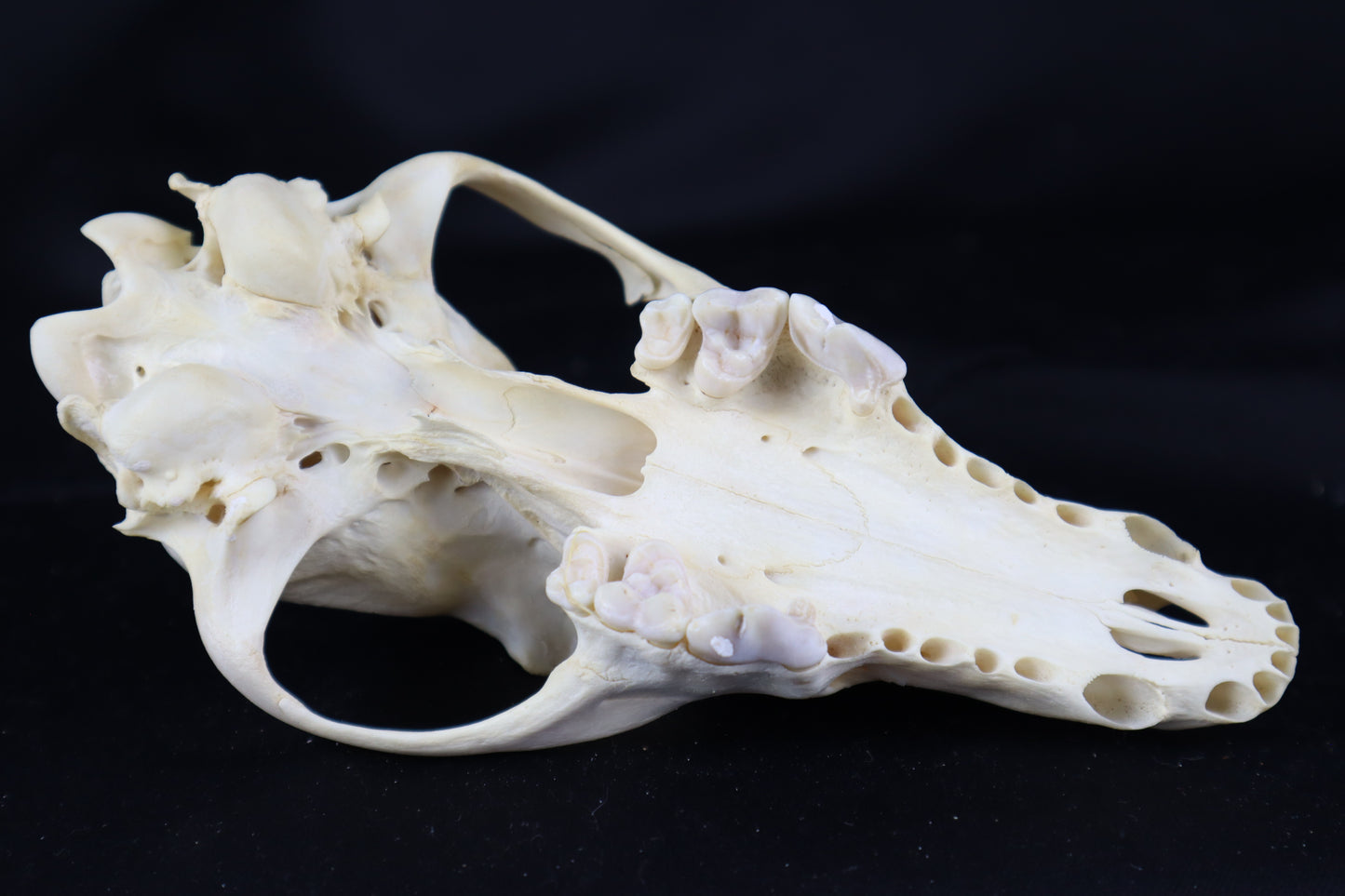 Craft Coyote Skull