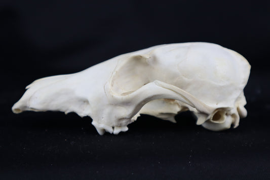 Craft Red Fox Skull