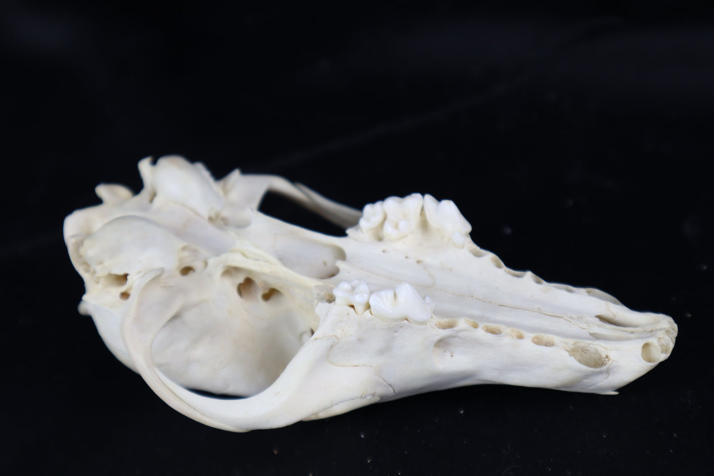 Craft Red Fox Skull