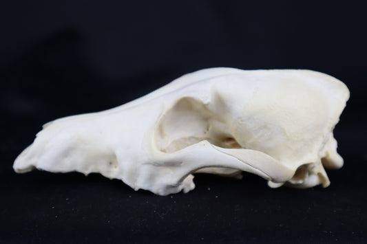 Craft Coyote Skull