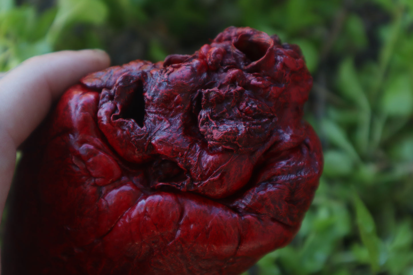 Reserved for Brandon - Dry Preserved Whitetail Deer Heart