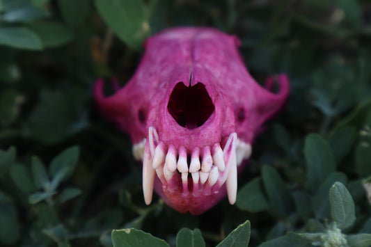 Naturally Stained Red Fox Skull