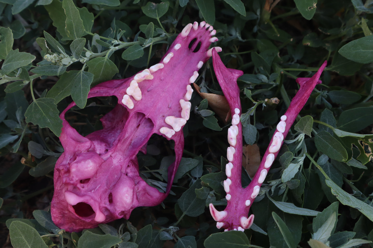 Naturally Stained Red Fox Skull