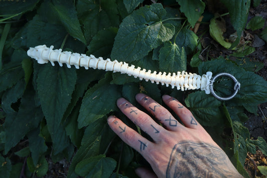 Raccoon Spinal Column Articulation