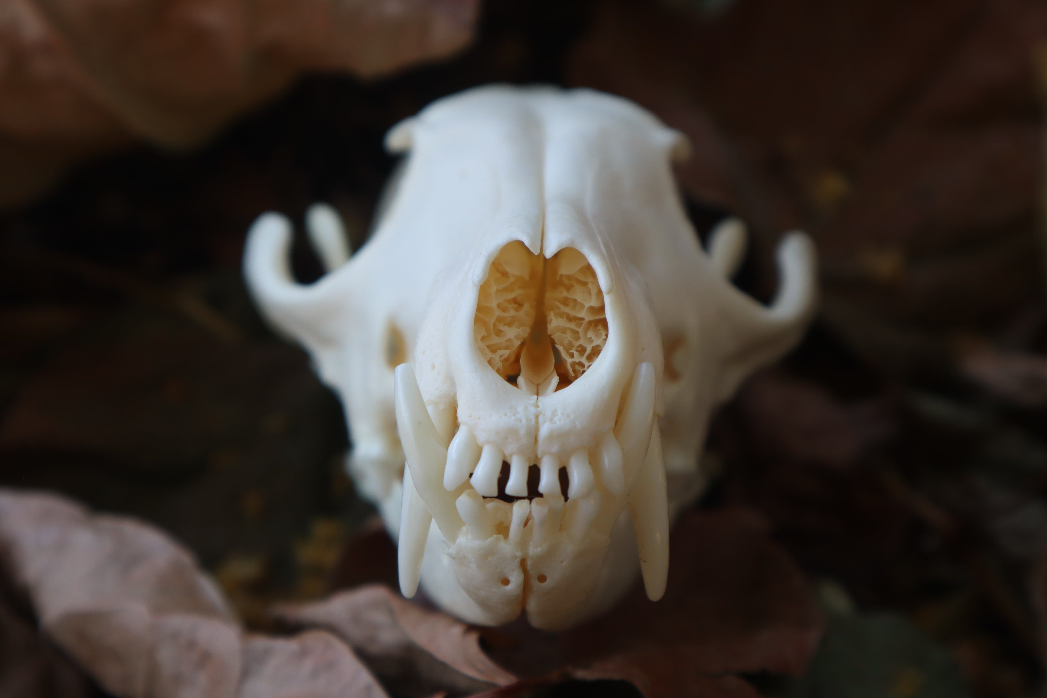 Red Fox Skull – Freyja's Forest
