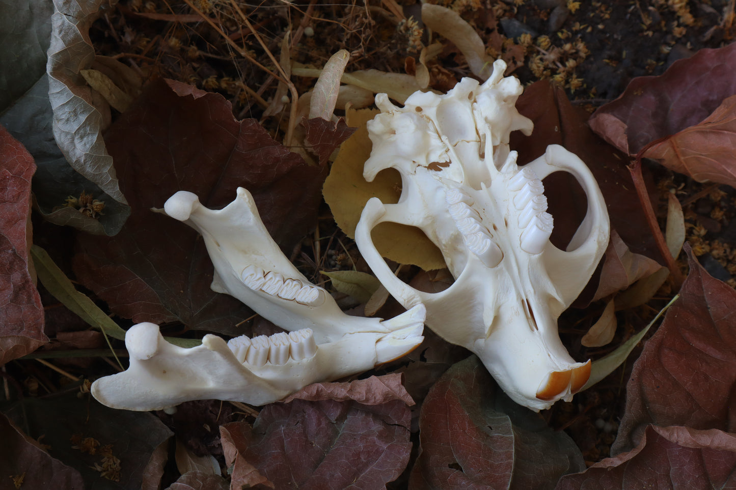 Beaver Skull