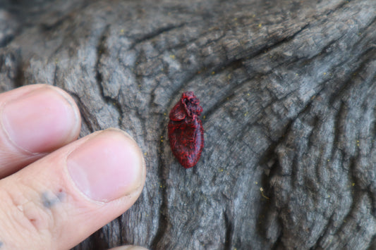 Dry Preserved Mole Heart