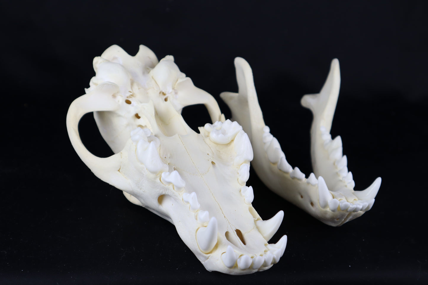 Black Wolf Skull