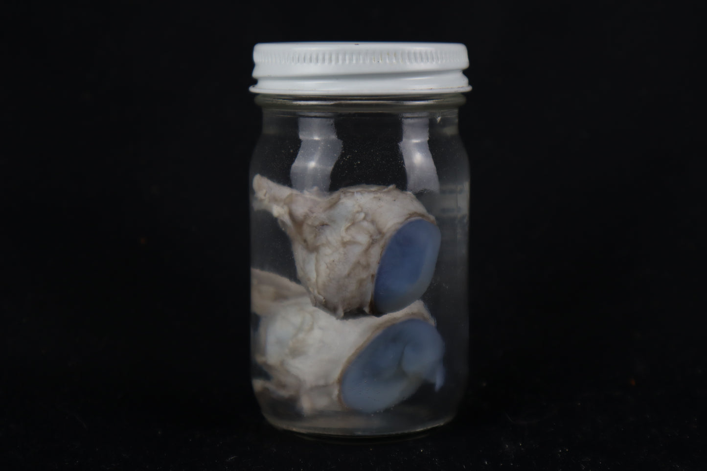 Mountain Lion Eyes Wet Specimen