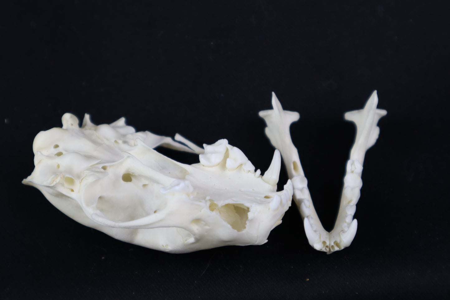 Craft Skunk Skull