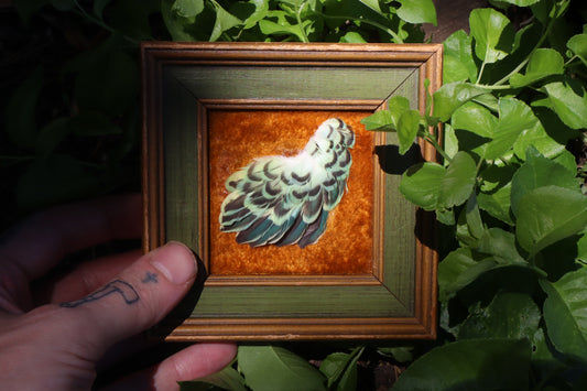 Framed Parakeet Plumage