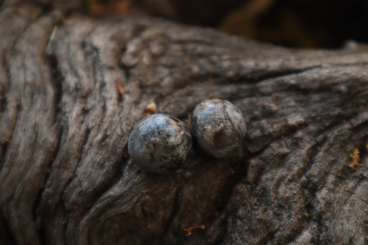 Dry Preserved Raccoon Eyeballs