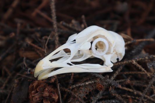 Chicken Skull with Sclerotic Rings