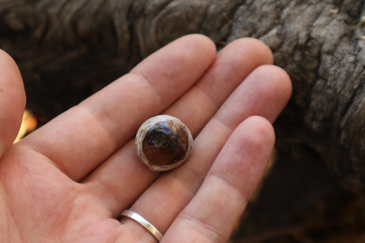 Dry Preserved Coyote Eyeball