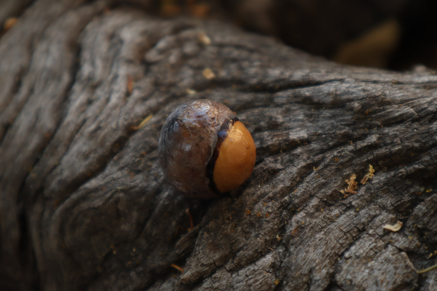 Dry Preserved Bobcat Eyeball