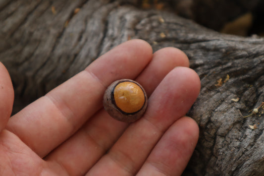 Dry Preserved Bobcat Eyeball