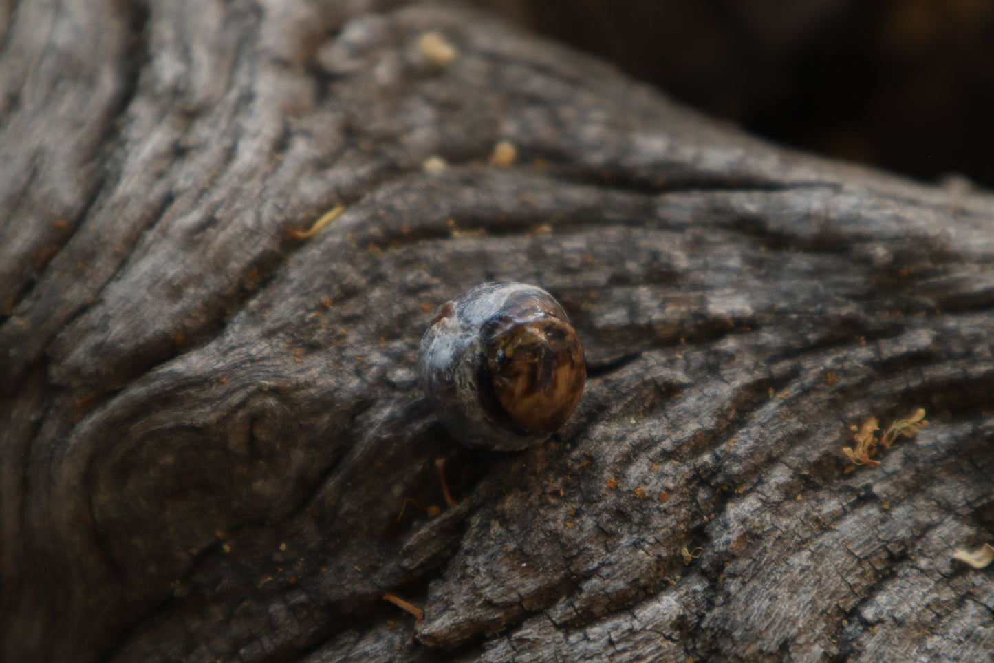 Dry Preserved Raccoon Eyeball