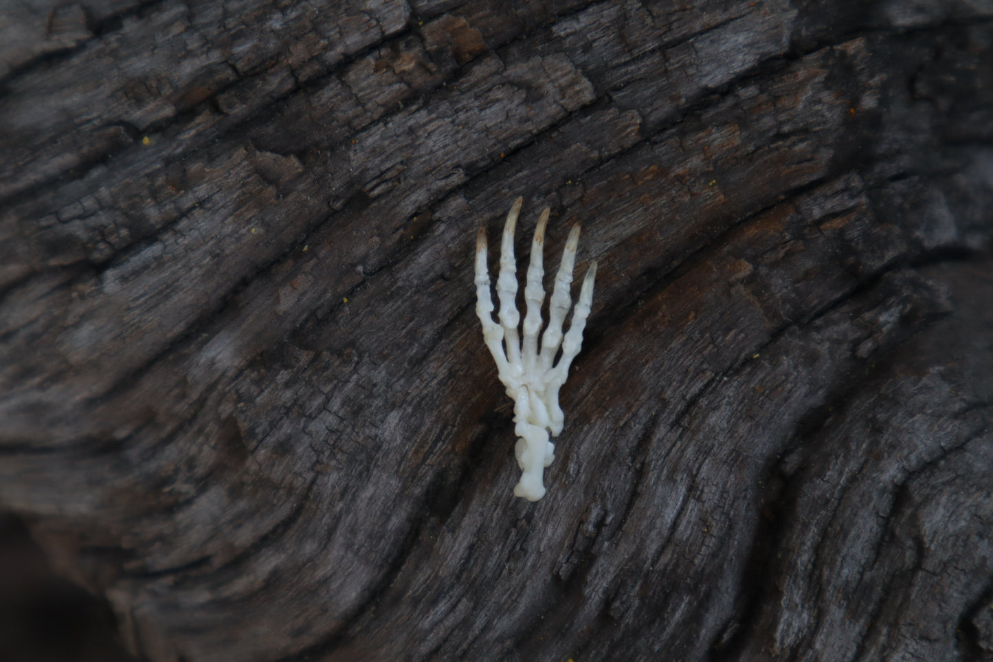 Mole Paw Articulation