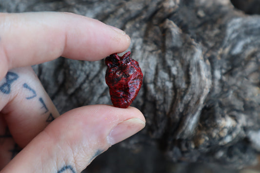Dry Preserved Pigeon Heart