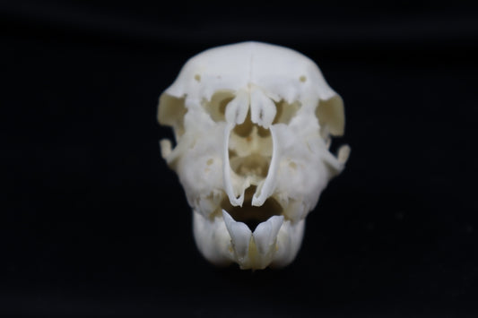 Stillborn Boer Goat Skull