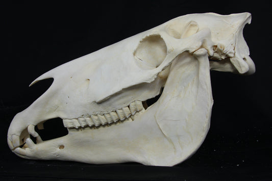 Zebra Skull
