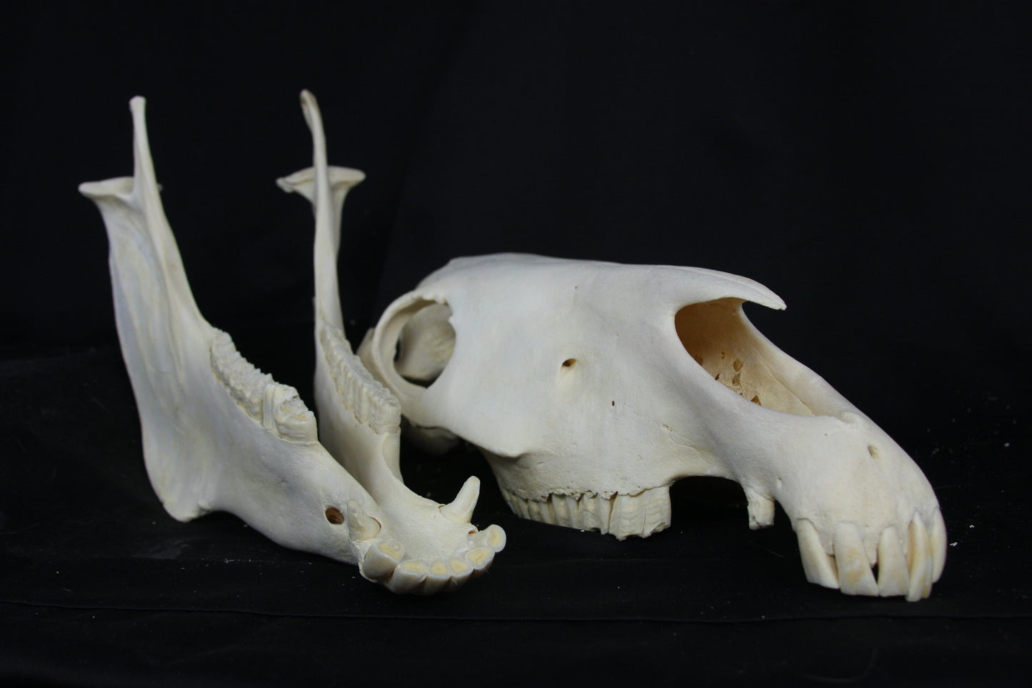 Zebra Skull