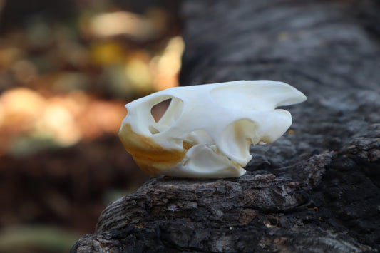 Red Eared Slider Skull