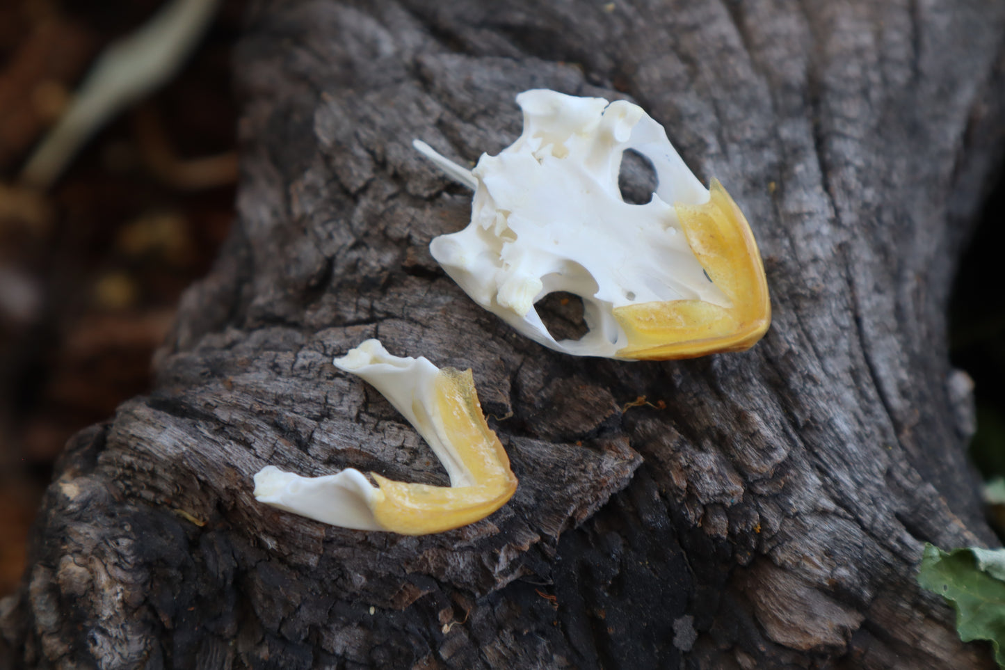 Red Eared Slider Skull