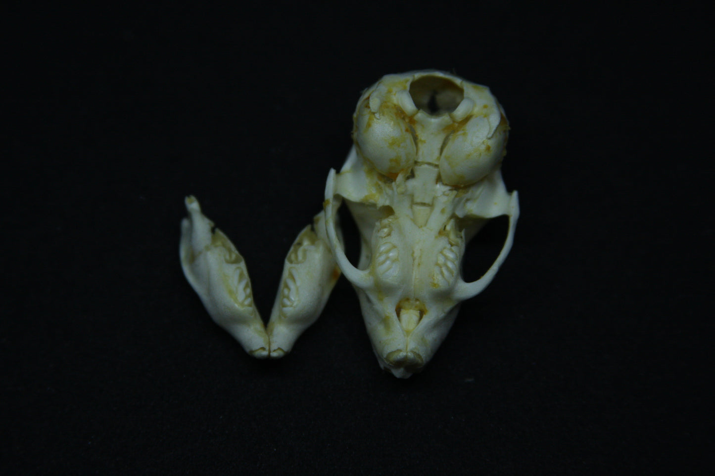 Fetal Nutria Skull