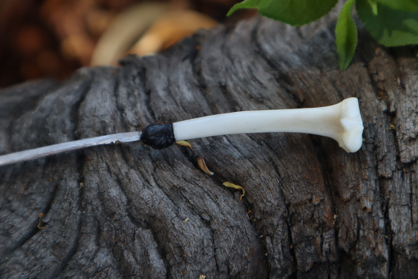Eastern Gray Squirrel Tibia Knife