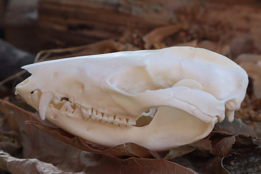 Opossum Skull