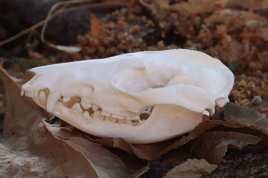 Juvenile Opossum Skull
