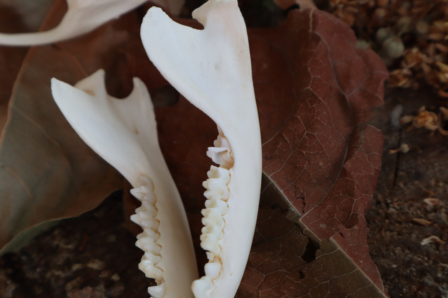Juvenile Opossum Skull