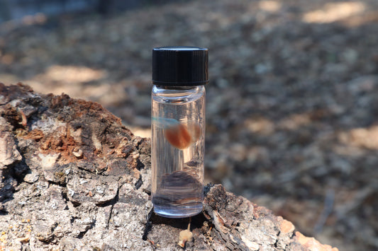 Diaphonized Fetal Coyote Heart