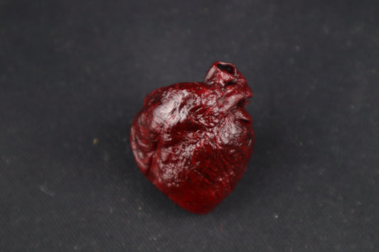 Dry Preserved Raccoon Heart