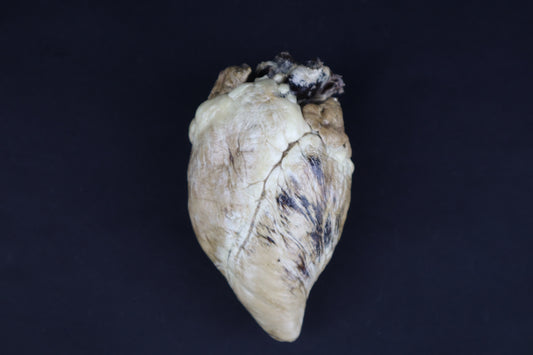 Dry Preserved Whitetail Button Buck Deer Heart - Natural Color