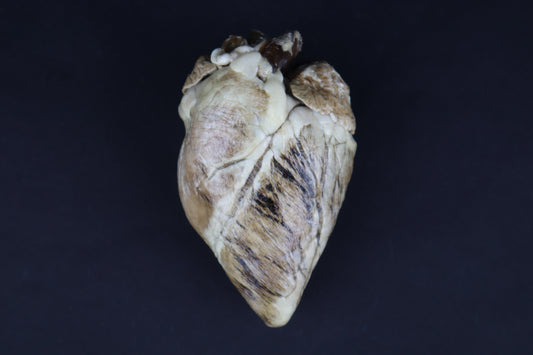 Dry Preserved Whitetail Deer Heart - Natural Color